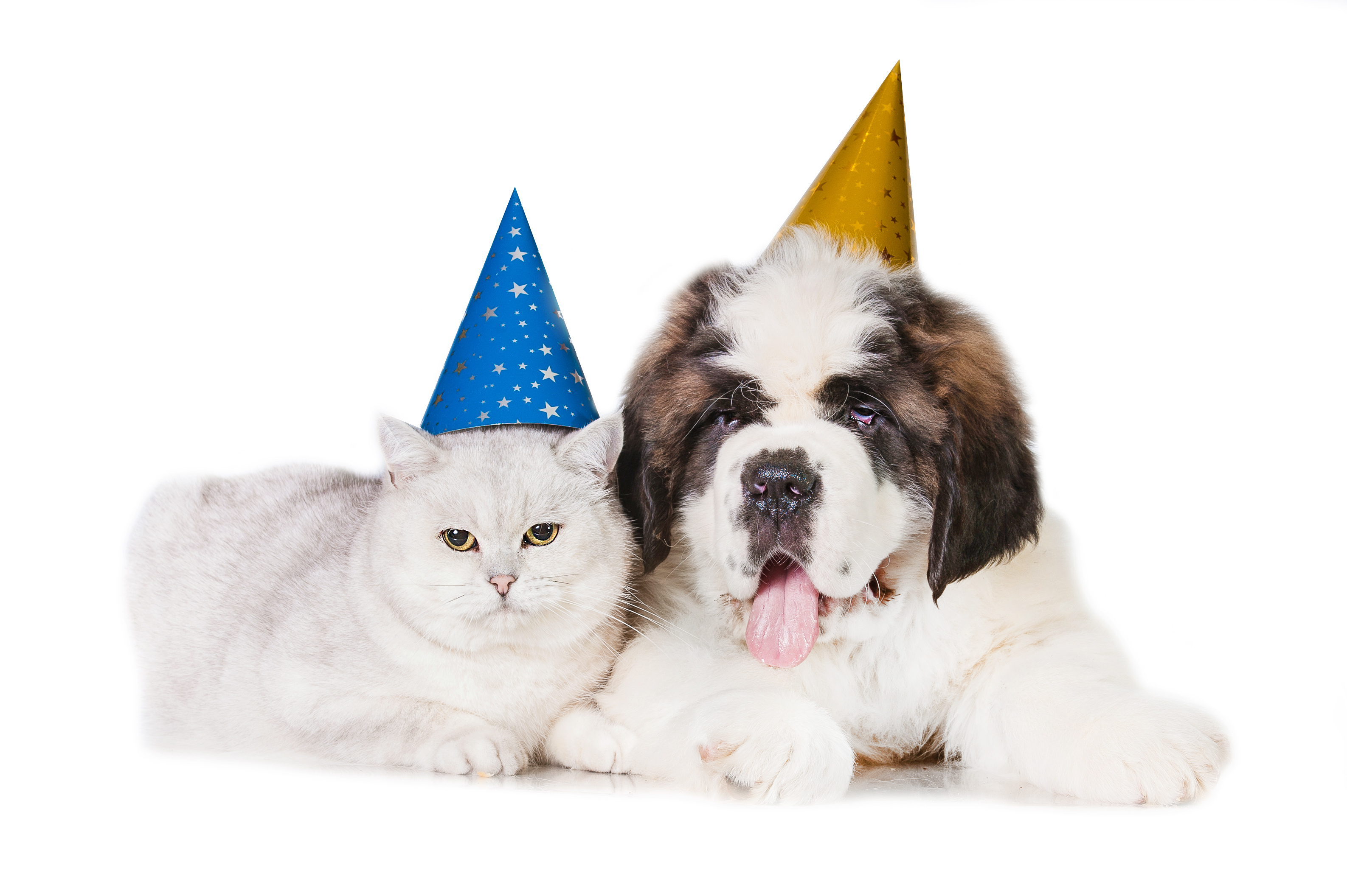A cat and dog with party hats on.