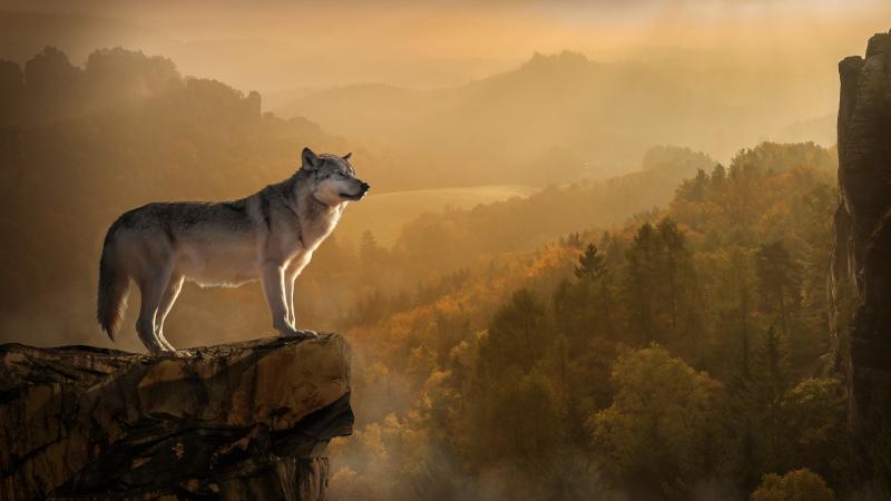 A lone wolf standing on the edge of a cliff.