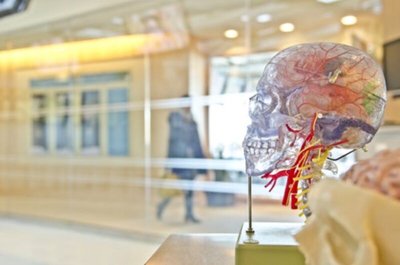 Selective focus shot of an artificial human skull