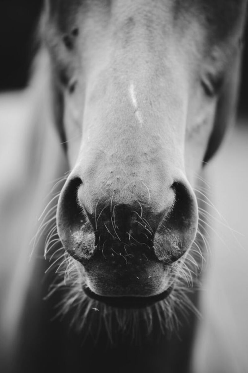 Gray scale photo of a horse