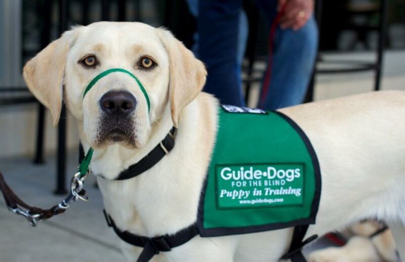A yellow lab with a green vest with the words "Guide Dogs for the Blind." 