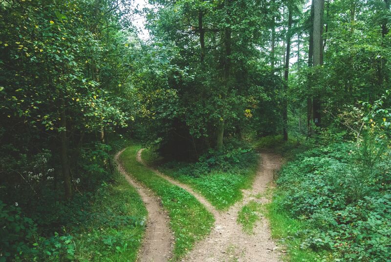 Pathway in a forest that forks in two directions.