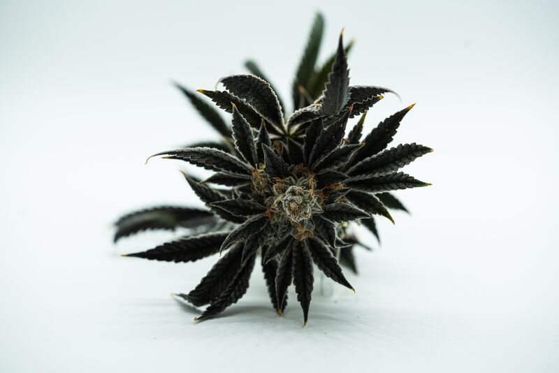 Medical Marijuana