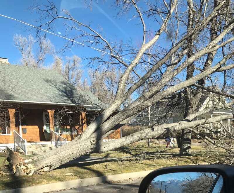 a large tree in Chris' neighborhood has been blown over from its roots and is now lying sideways on the ground