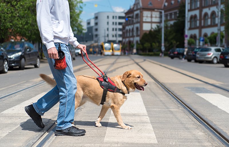 man in crosswalk with his leashed service dog