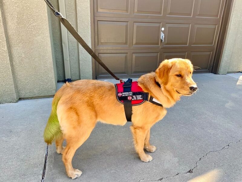 Bailey, a golden retriever dog, who is wearing a red service animal vest and has a tail dyed green