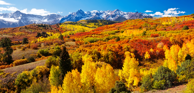 a panorama of colorful trees, in shades of orange, yellow and red, near Ridgeway, Colorado
