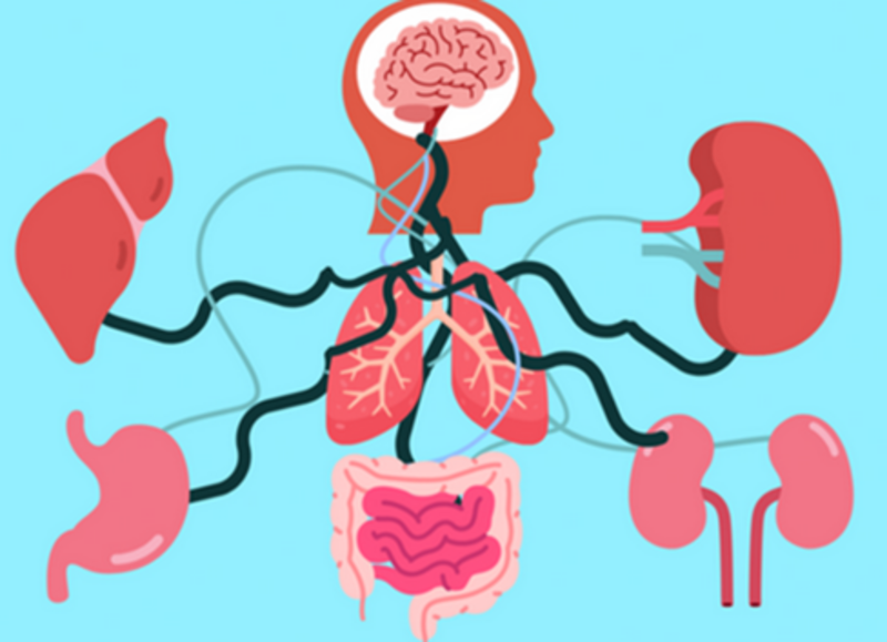 an animation of a brain with a map that leads to the human organs