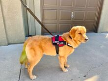 Bailey, a golden retriever dog, who is wearing a red service animal vest and has a tail dyed green