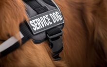 a brown haired dog with a black vest that says Service Dog