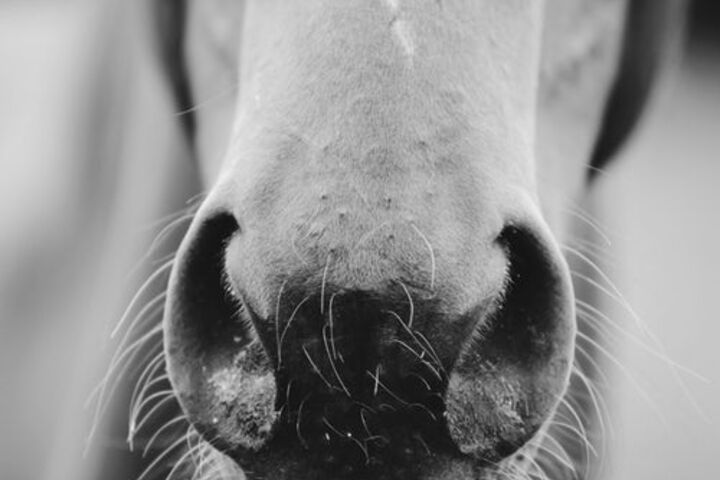 Gray scale photo of a horse