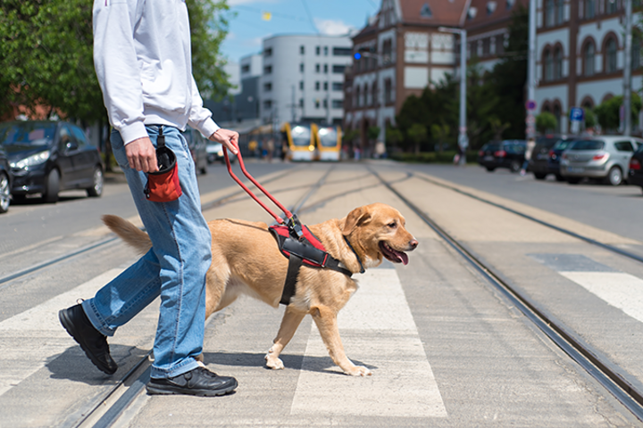 man in crosswalk with his leashed service dog