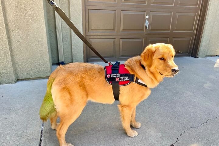 Bailey, a golden retriever dog, who is wearing a red service animal vest and has a tail dyed green