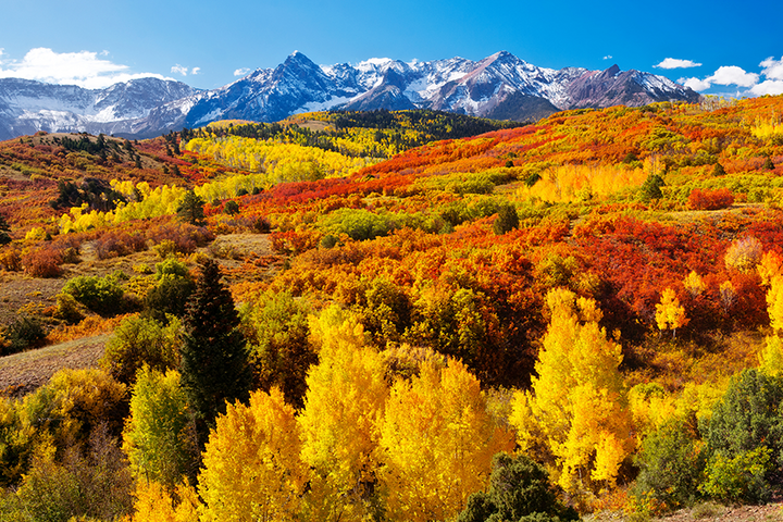 a panorama of colorful trees, in shades of orange, yellow and red, near Ridgeway, Colorado