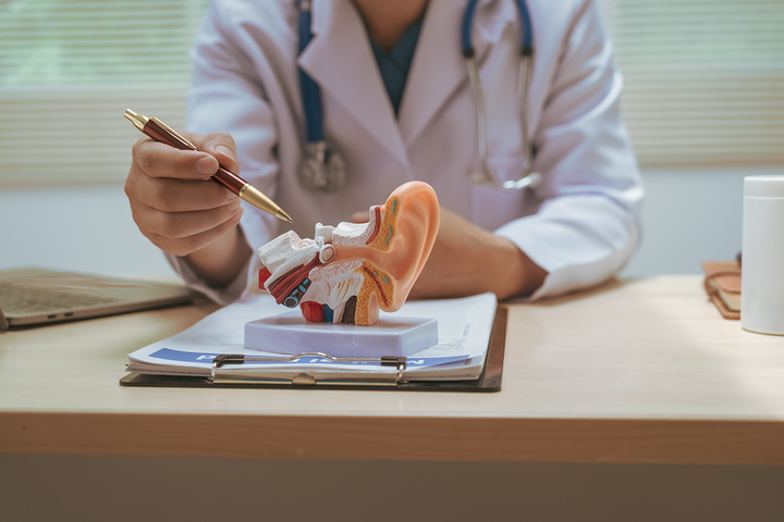 a doctor pointing with a pen at a model of the inner ear on their desk 