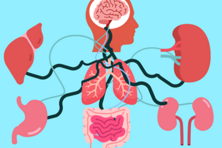 an animation of a brain with a map that leads to the human organs